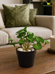 Lush Leaf Pennywort Artificial Succulent | Light Green | 14 cm