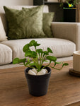 Lush Leaf Pennywort Artificial Succulent | Light Green & White Patterned | 14 cm