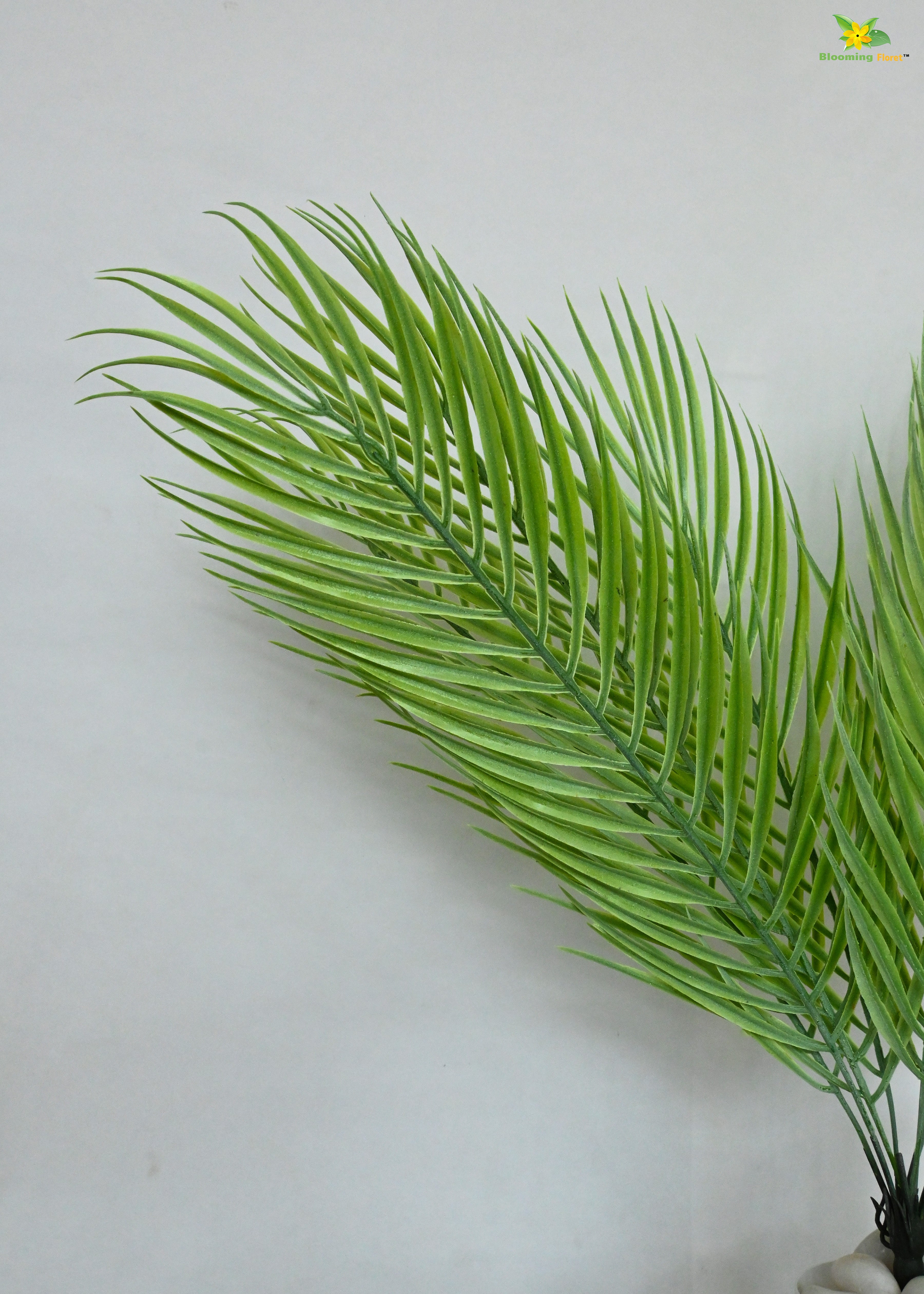 Eternal Zen Areca Palm Plant | Light Green