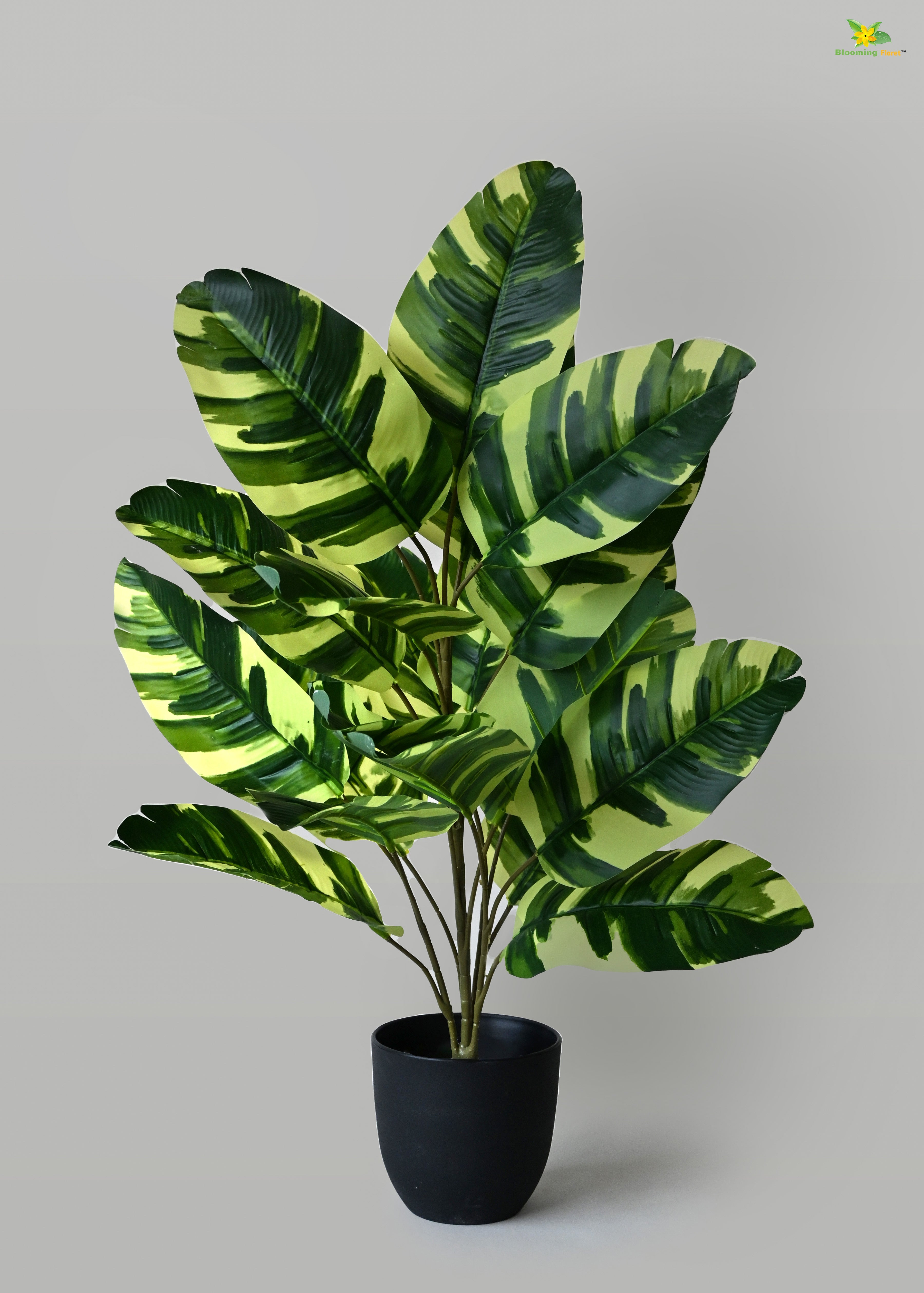 Artificial Calathea Zebrina Plant for Decor | 21 Leaves with Basic Pot | 78.7 cm