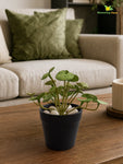 Lush Leaf Pennywort Artificial Succulent | Mixed Green Patterned | 14 cm