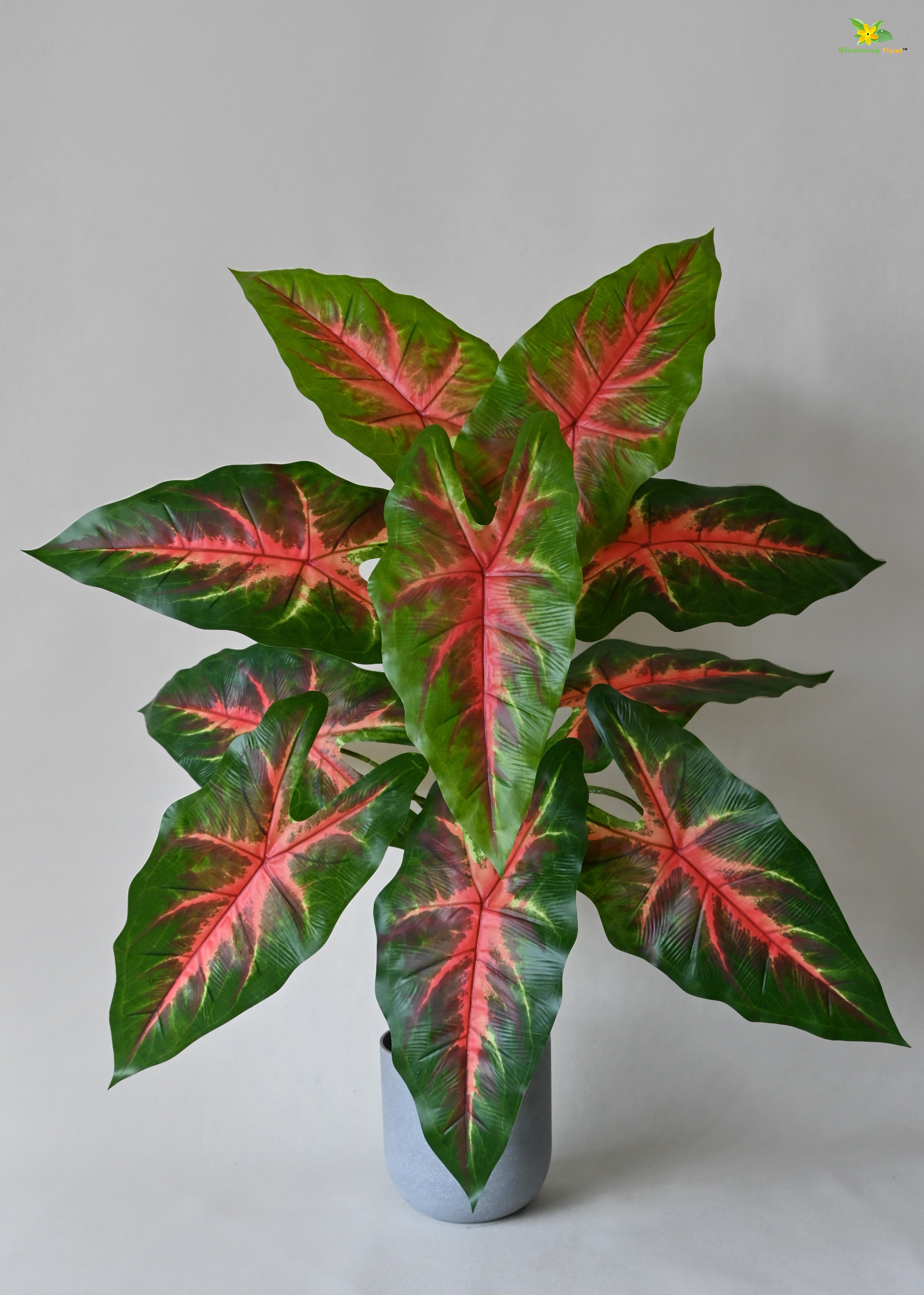 Artificial Red Patched Caladium Plant for Decor | 12 Leaves with Basic Pot | 78.7 cm