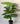Artificial Calathea Orbifolia Plant for Decor 18 Leaves with Basic Pot | 63.5 cm