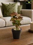 Artificial Ivy Succulent | Green & Red | 16 cm