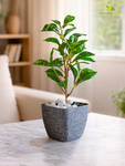 Coarse Textured Square Planter Pot | 13 cm