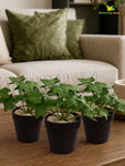 Artificial Ivy Succulent | Green & White Patterned Leaves | 10 cm | Set of 3