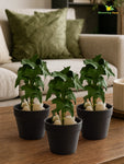 Artificial Ivy Succulent | Dark Green with White Dots Patterned | 16 cm | Set of 3
