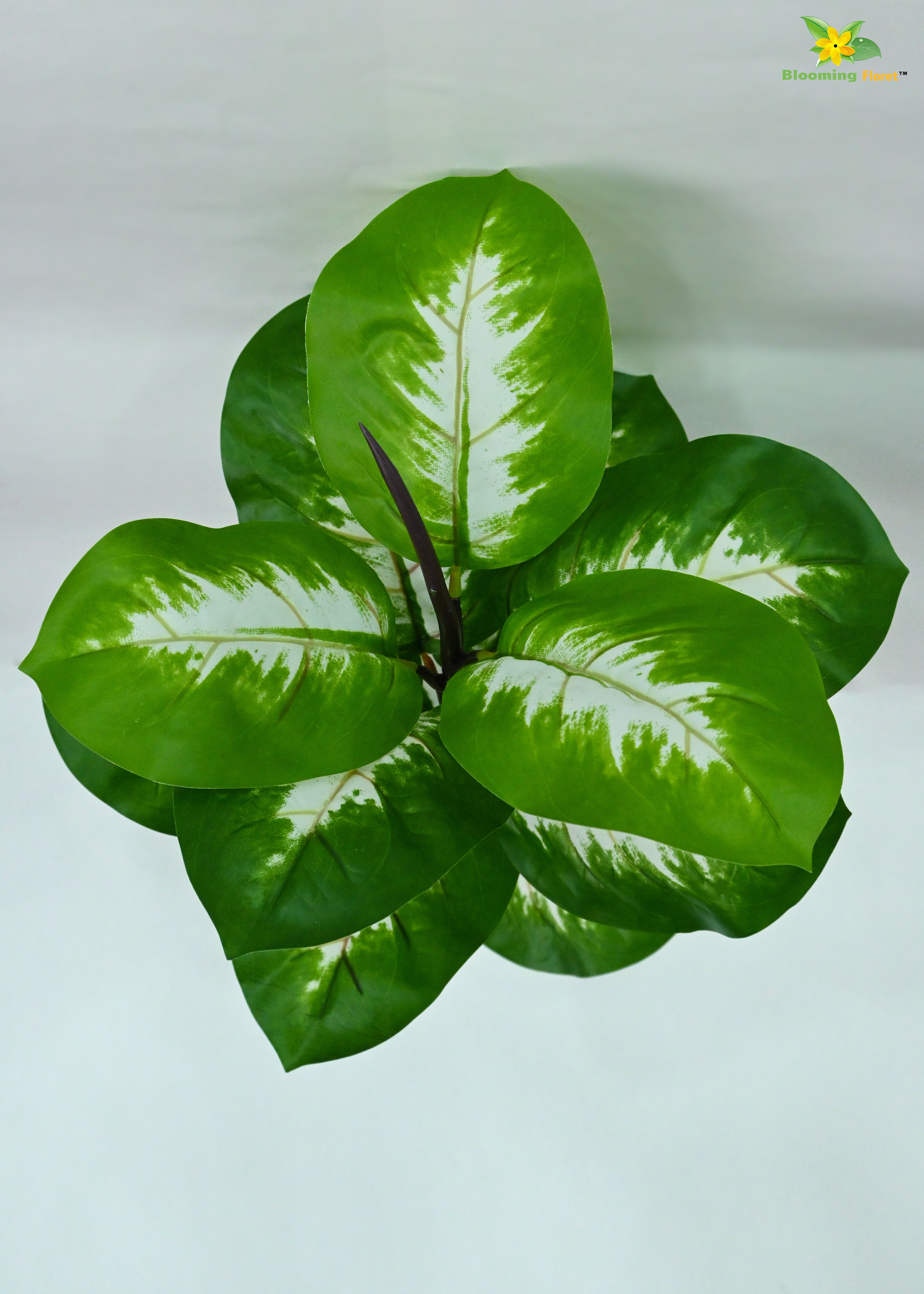 Artificial Dieffenbachia Camille Plant For Decor | 15 Leaves with Basic Pot | 60.9 cm