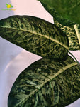 Artificial Dieffenbachia Plant – 63 cm, 12 Leaves, with Basic Pot