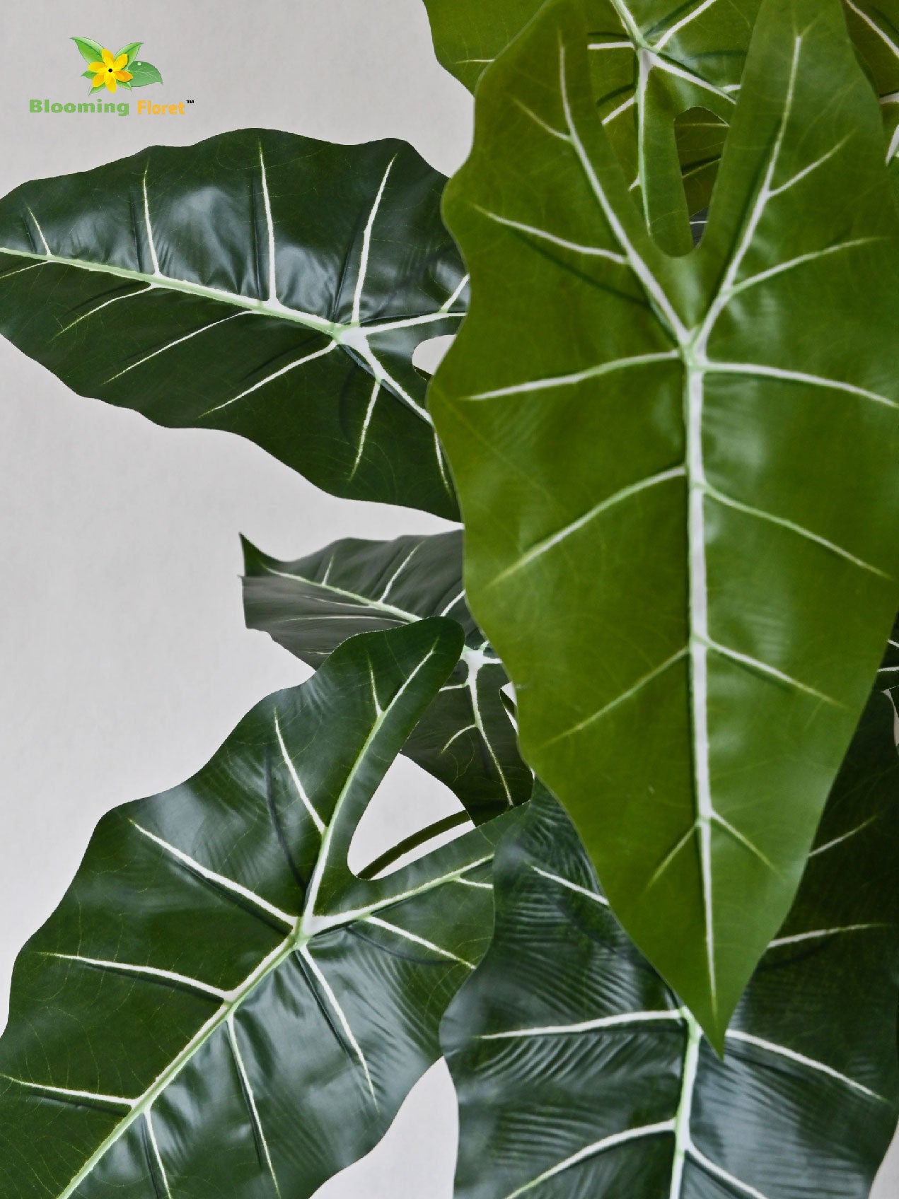 White Veined Caladium Plant – 78 cm, 12 Leaves, with Basic Pot