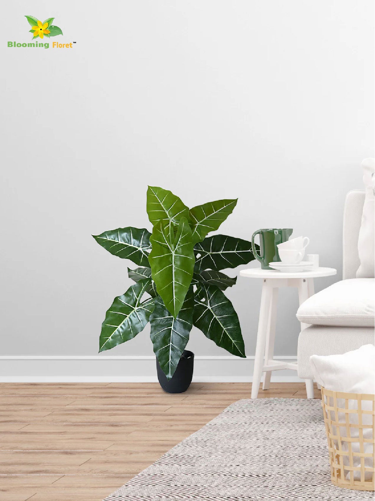 White Veined Caladium Plant – 78 cm, 12 Leaves, with Basic Pot