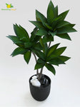 Evergreen Foxtail Agave Plant