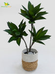 Evergreen Foxtail Agave Plant