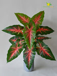 Artificial Red Patched Caladium Plant – 78 cm, 12 Leaves, with Basic Pot