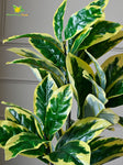 Artificial Pisonia Alba Plant – 65 cm, 30 Leaves, with Basic Pot