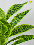 Artificial Snake Plant – 71 cm, 26 Leaves, with Pot