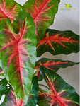 Artificial Red Patched Caladium Plant – 78 cm, 12 Leaves, with Basic Pot