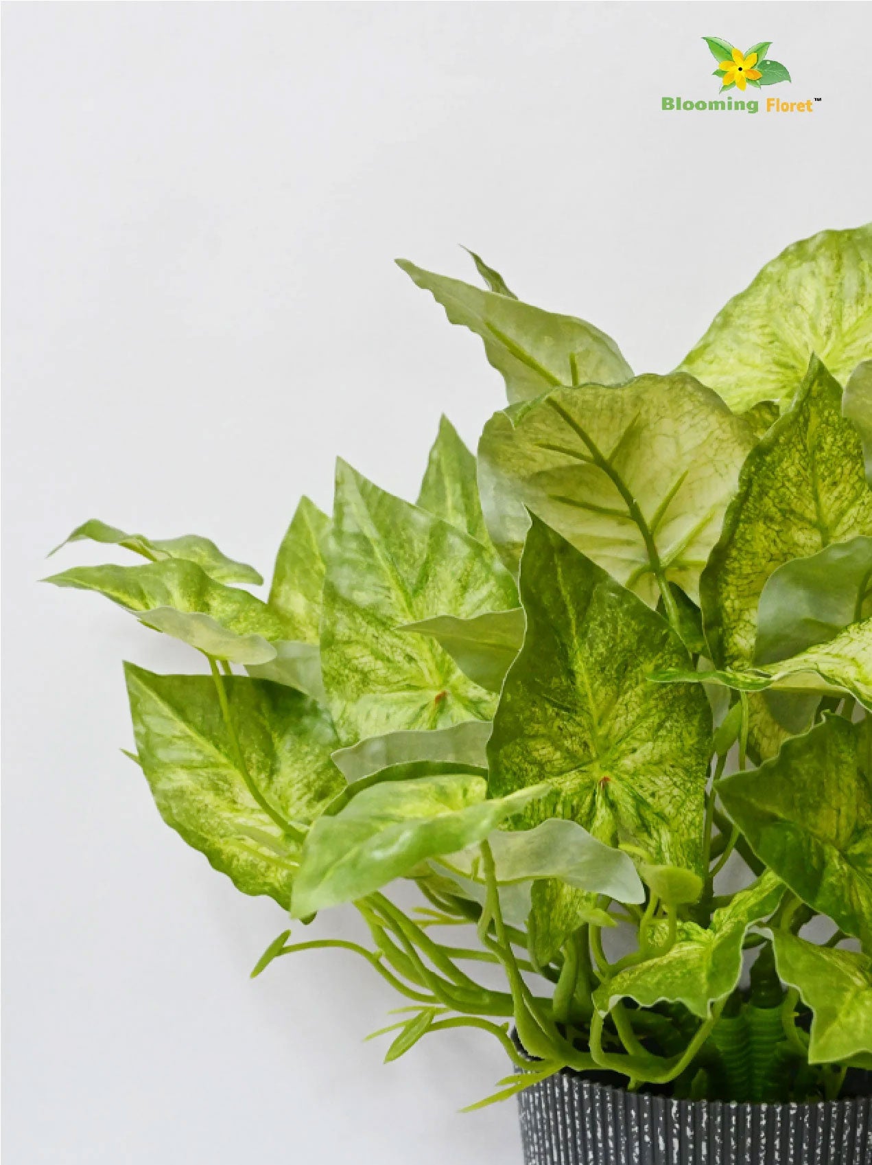 Boho Bliss Caladium Plant - Off White Green Leaves (Patterned)