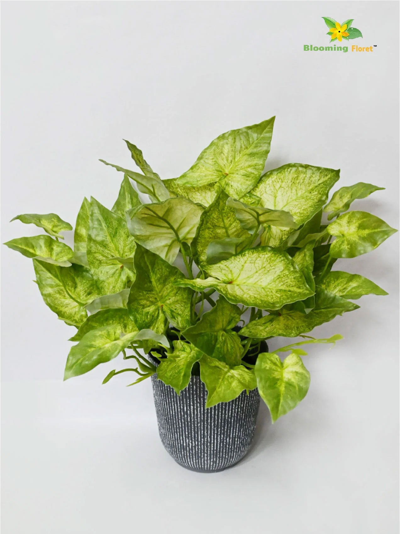 Boho Bliss Caladium Plant - Off White Green Leaves (Patterned)