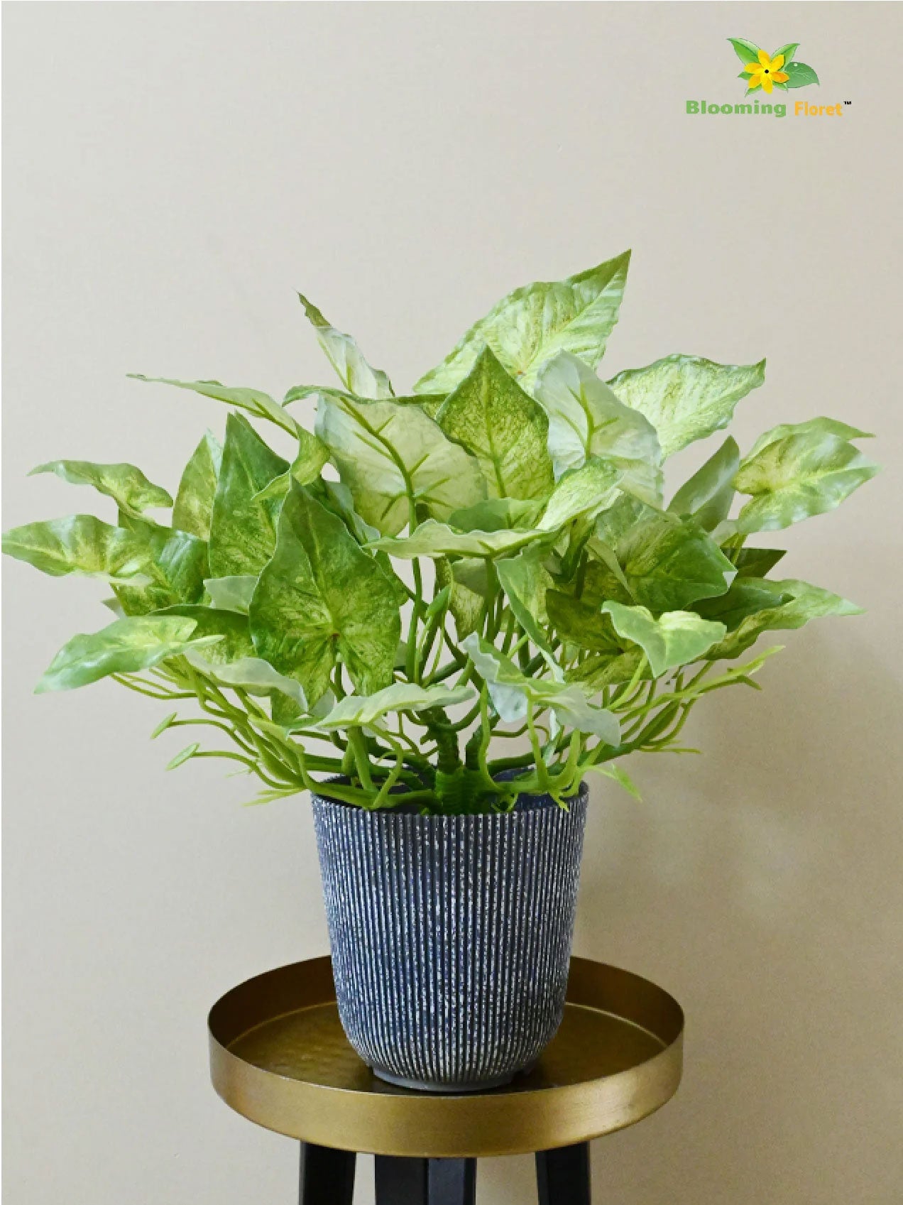 Boho Bliss Caladium Plant - Off White Green Leaves (Patterned)