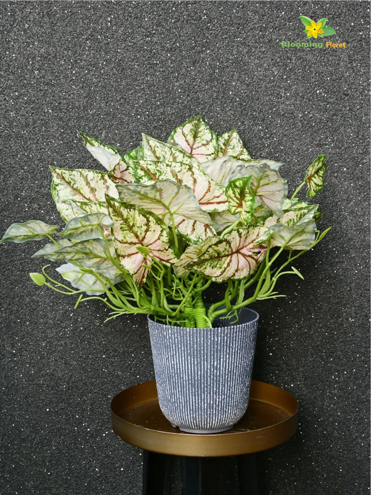 Boho Bliss Caladium Plant - Lime Green and Red Leaves (Patterned)