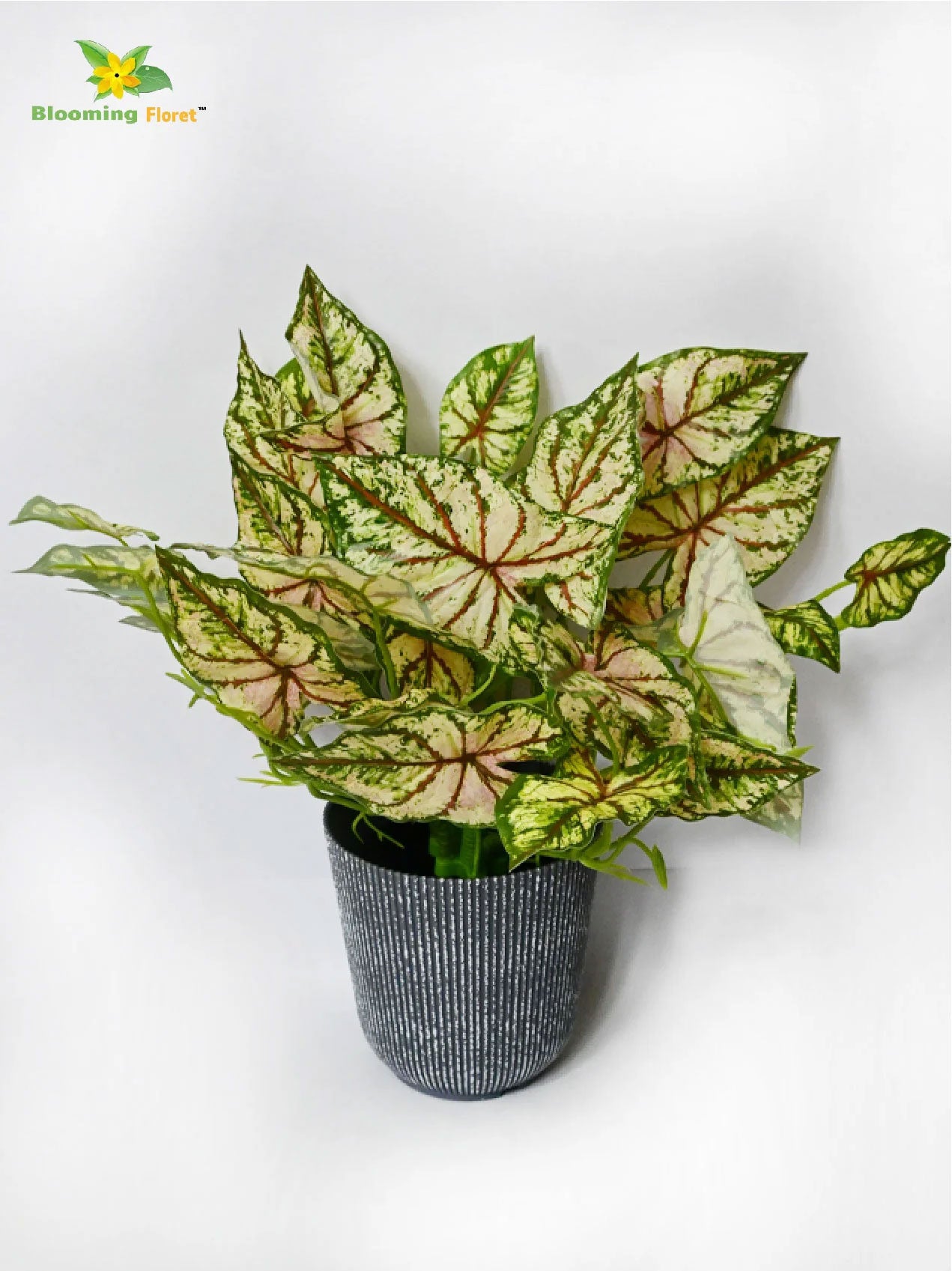 Boho Bliss Caladium Plant - Lime Green and Red Leaves (Patterned)