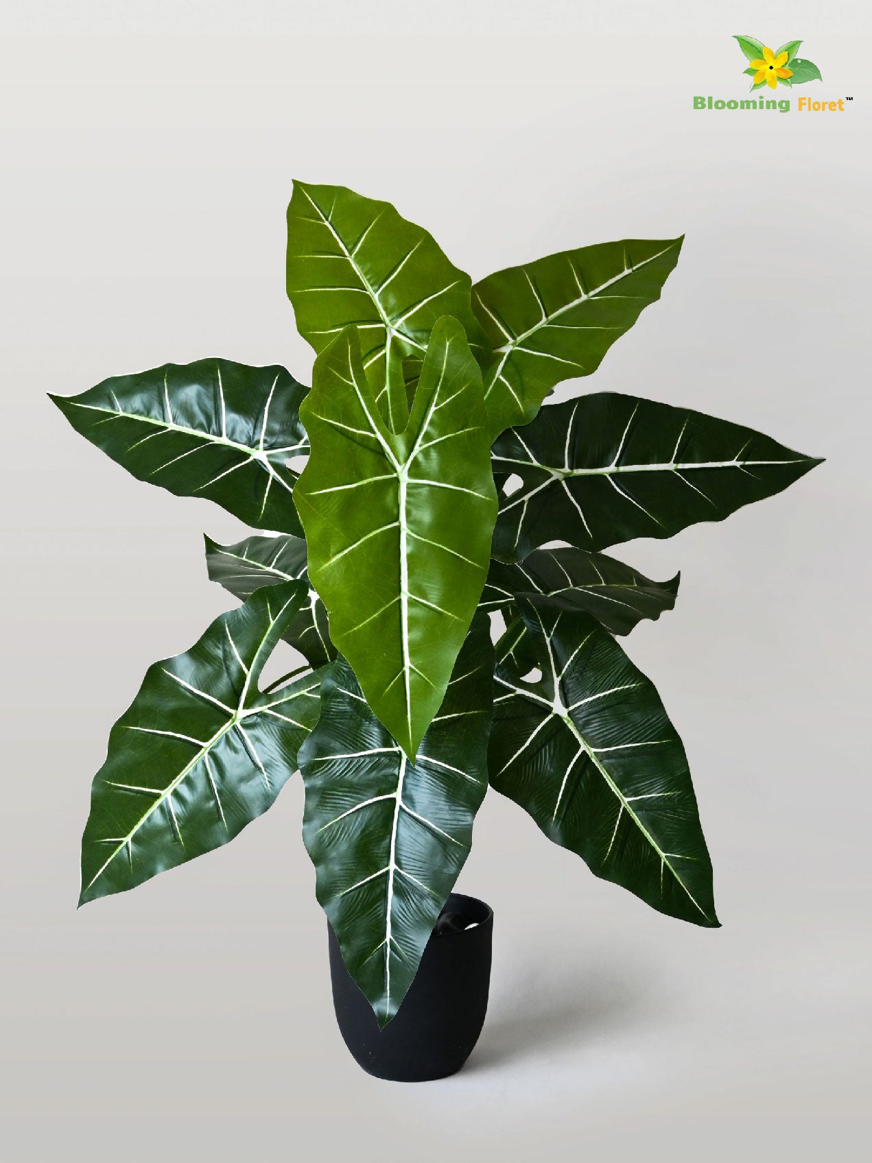 White Veined Caladium Plant – 78 cm, 12 Leaves, with Basic Pot