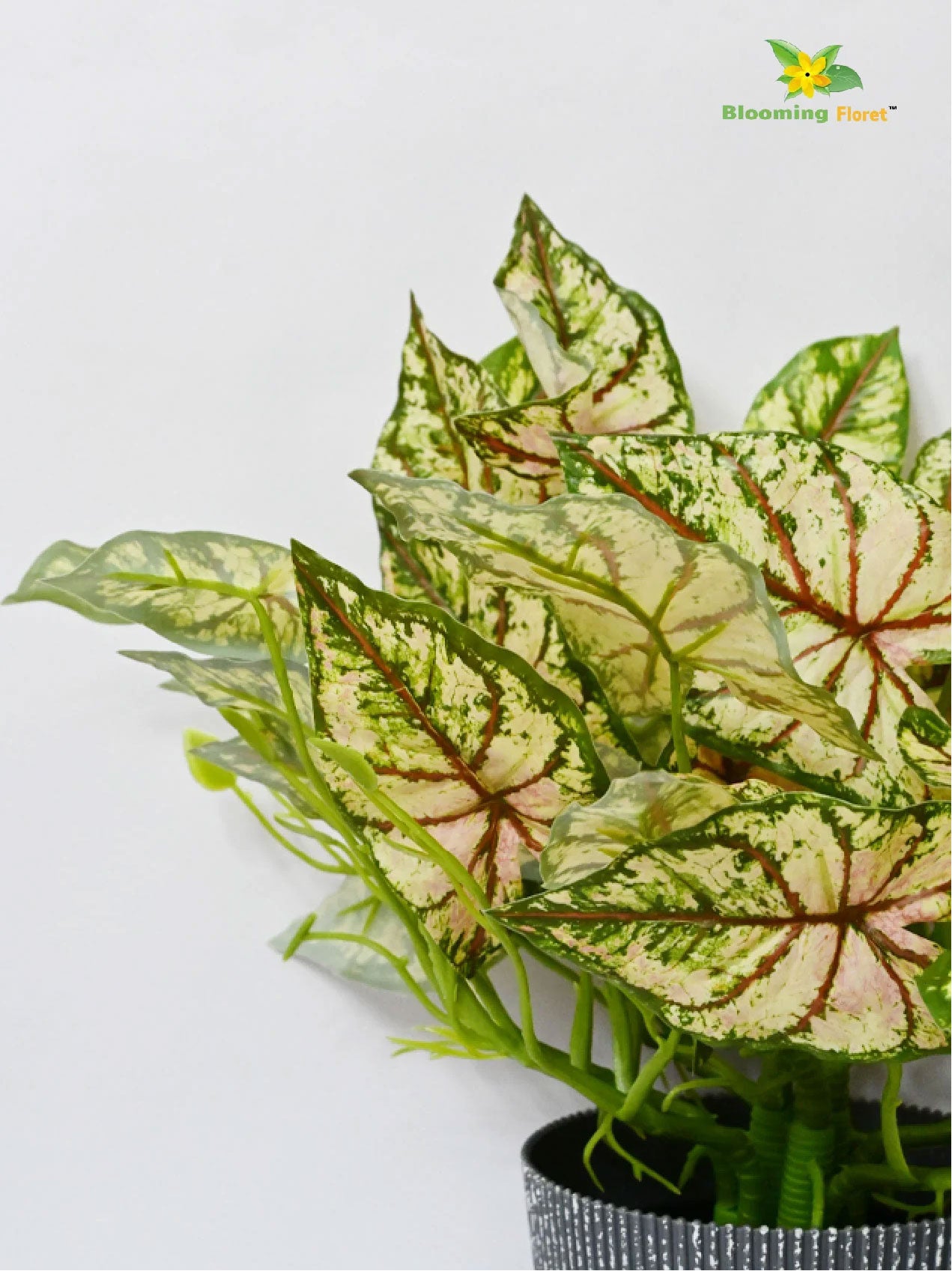 Boho Bliss Caladium Plant - Lime Green and Red Leaves (Patterned)