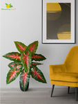 Artificial Red Patched Caladium Plant – 78 cm, 12 Leaves, with Basic Pot