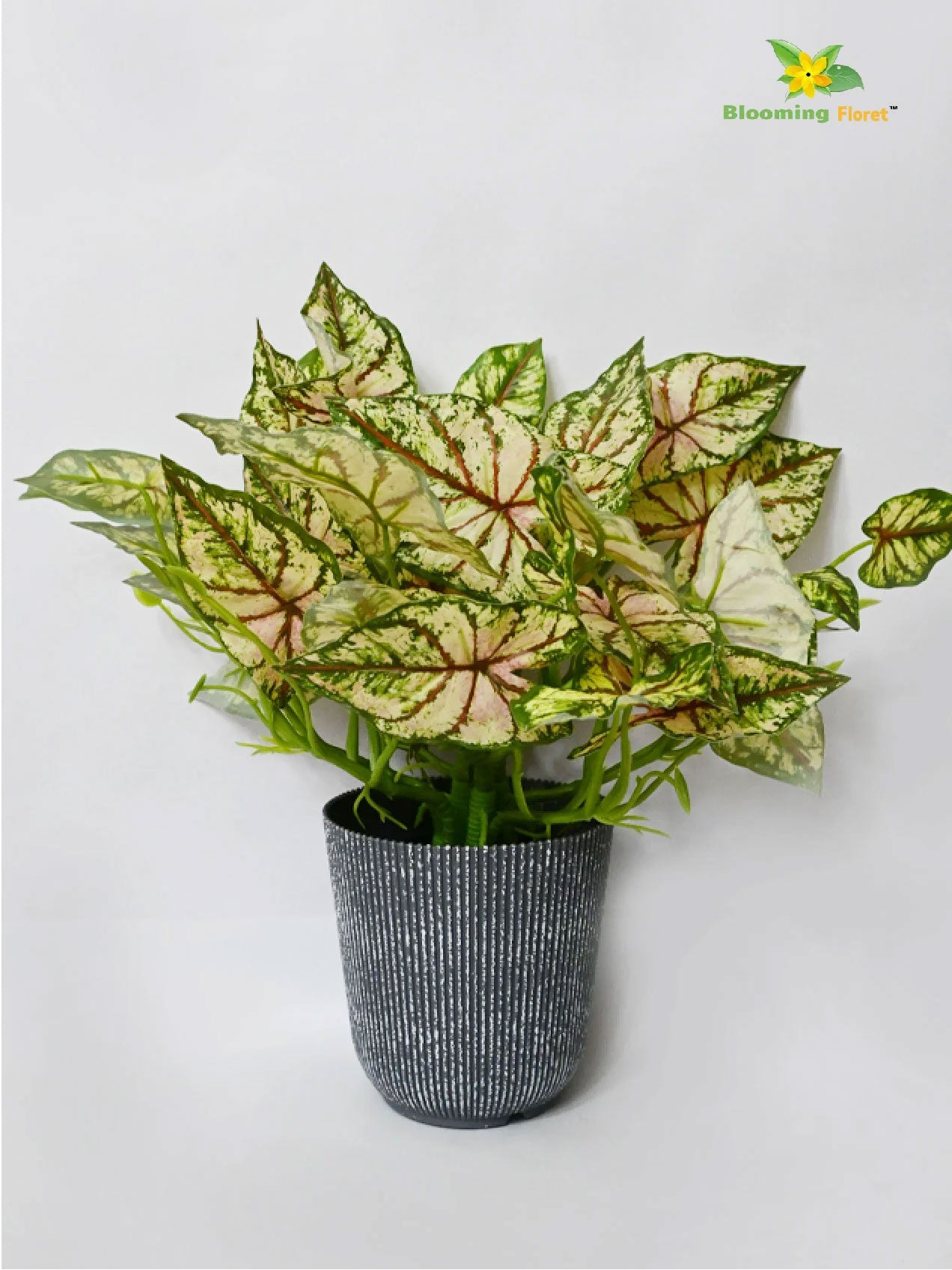 Boho Bliss Caladium Plant - Lime Green and Red Leaves (Patterned)