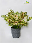 Boho Bliss Caladium Plant - Lime Green and Red Leaves (Patterned)