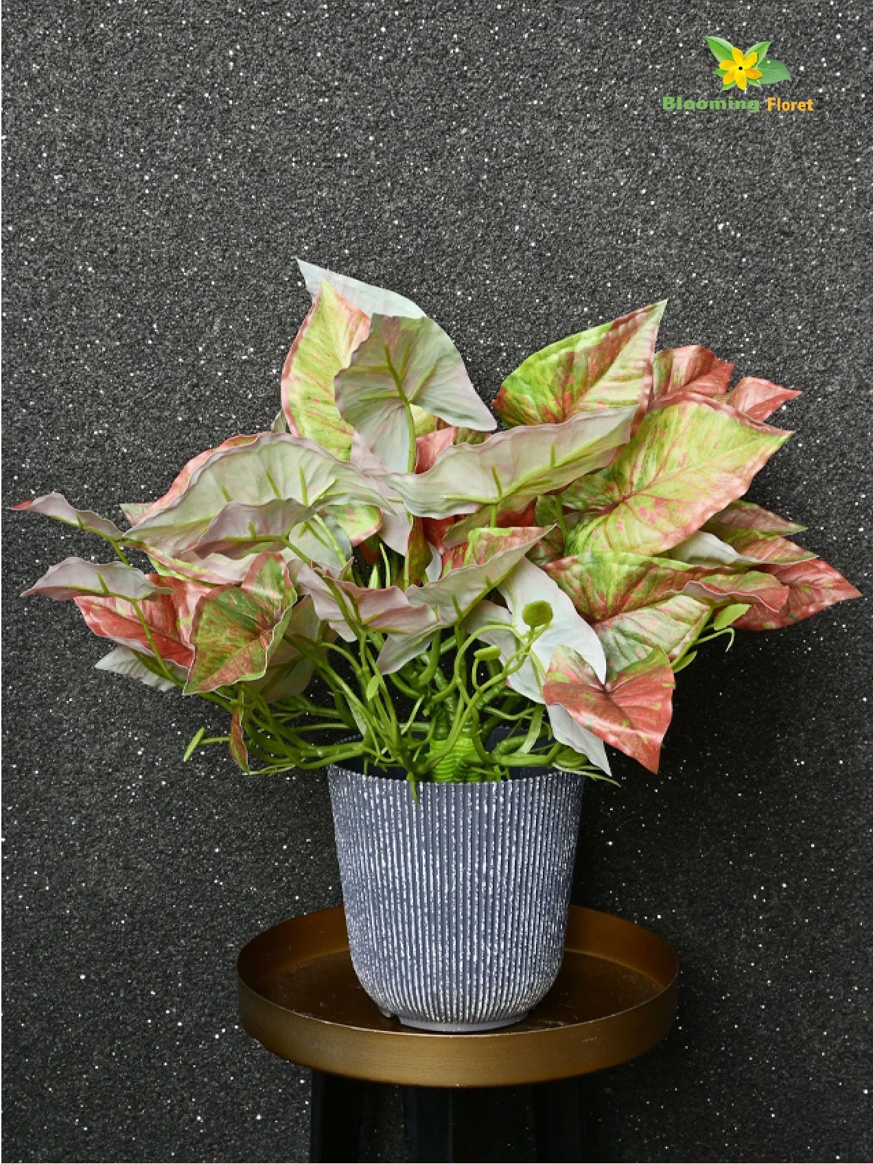 Boho Bliss Caladium Plant - Green and Orange Leaves (Patterned)