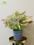 Boho Bliss Caladium Plant - Green and Orange Leaves (Patterned)