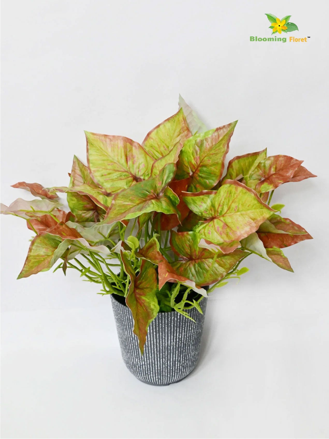 Boho Bliss Caladium Plant - Green and Orange Leaves (Patterned)