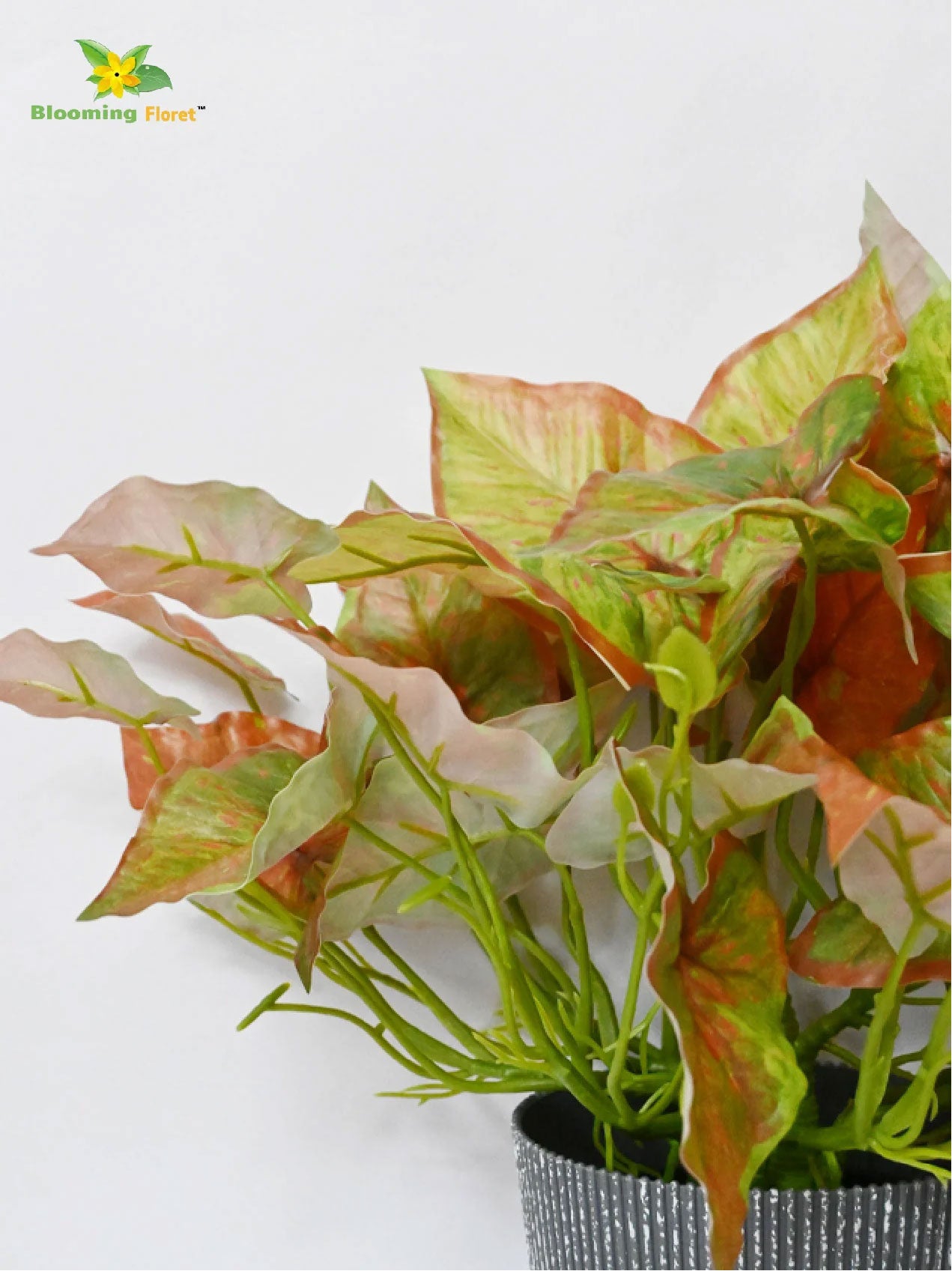 Boho Bliss Caladium Plant - Green and Orange Leaves (Patterned)