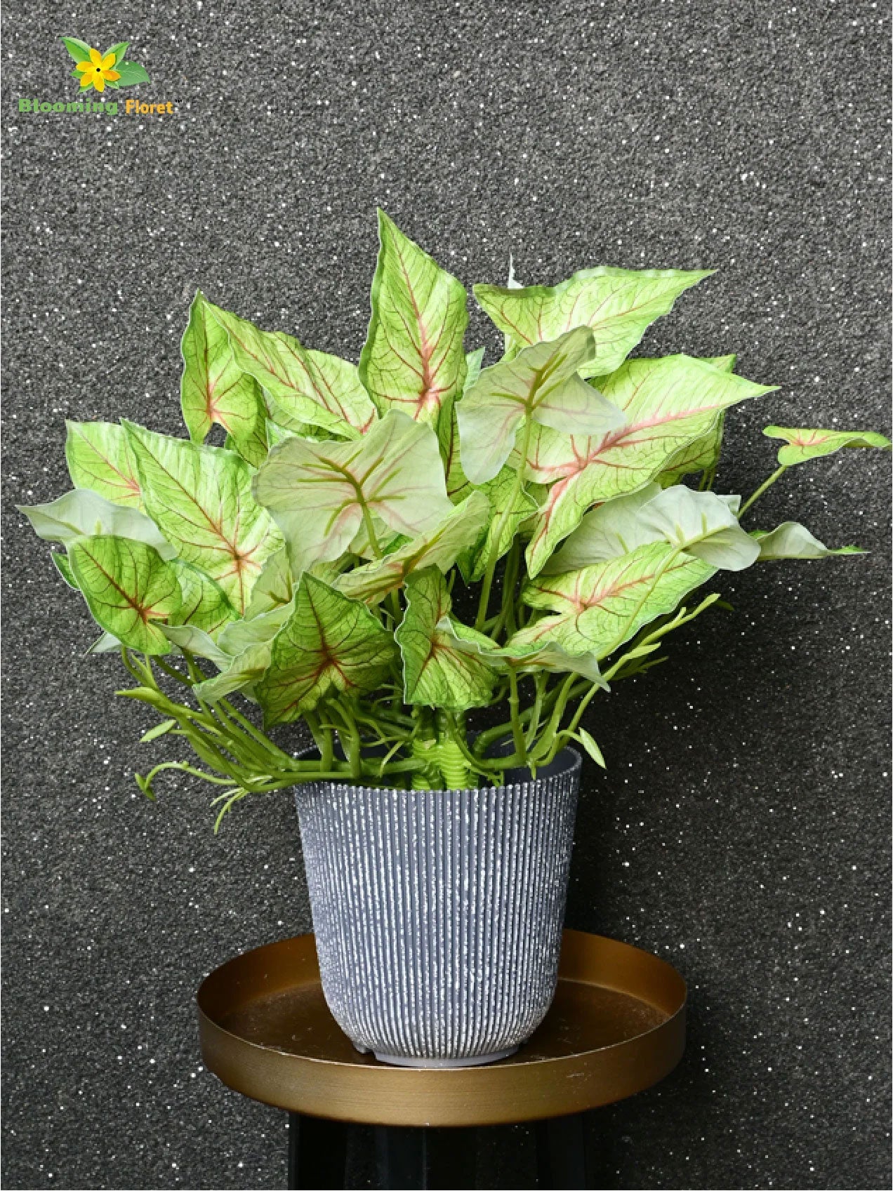 Boho Bliss Caladium Plant - Light Green and Red Leaves (Patterned)