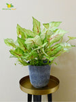 Boho Bliss Caladium Plant - Light Green and Red Leaves (Patterned)