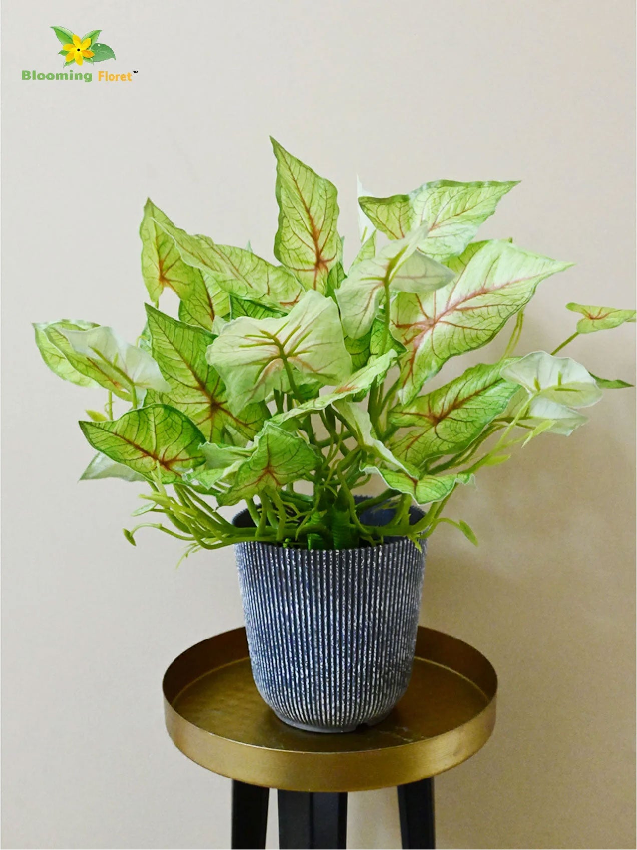 Boho Bliss Caladium Plant - Light Green and Red Leaves (Patterned)
