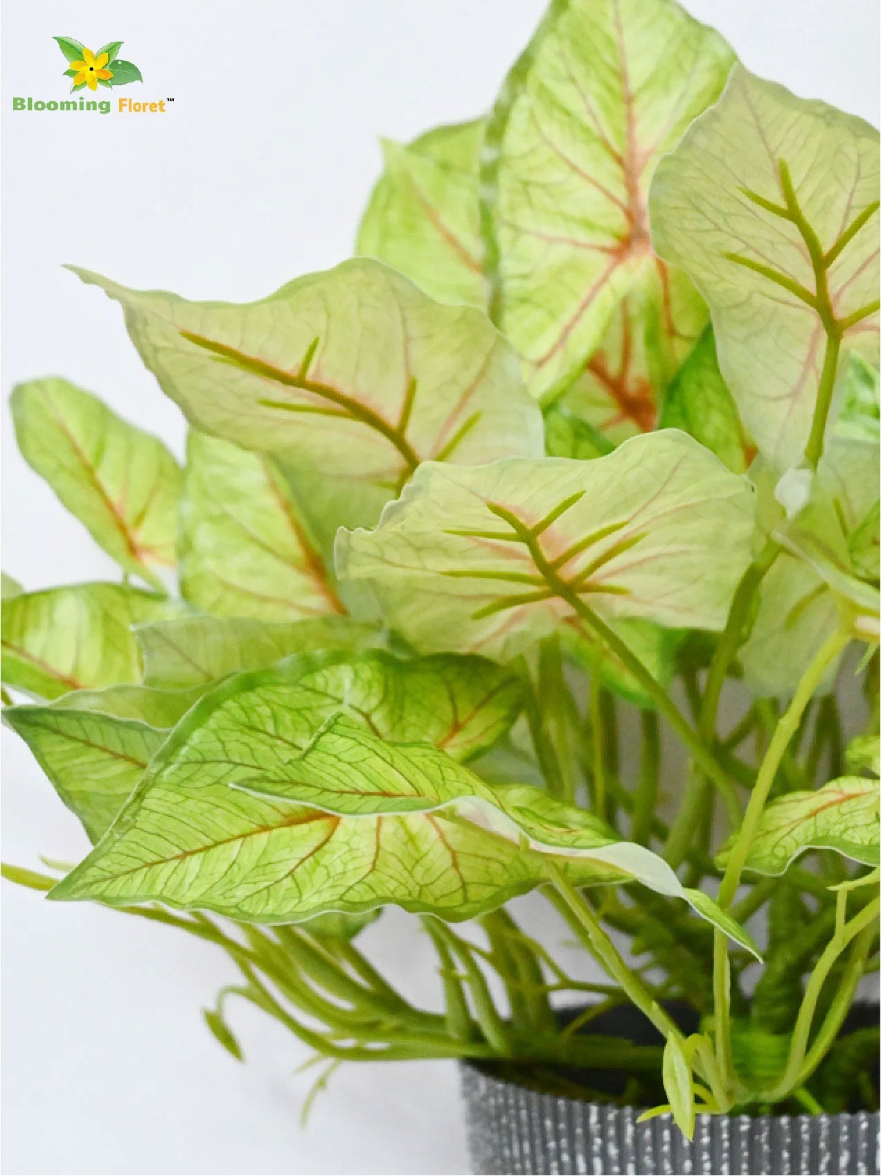 Boho Bliss Caladium Plant - Light Green and Red Leaves (Patterned)