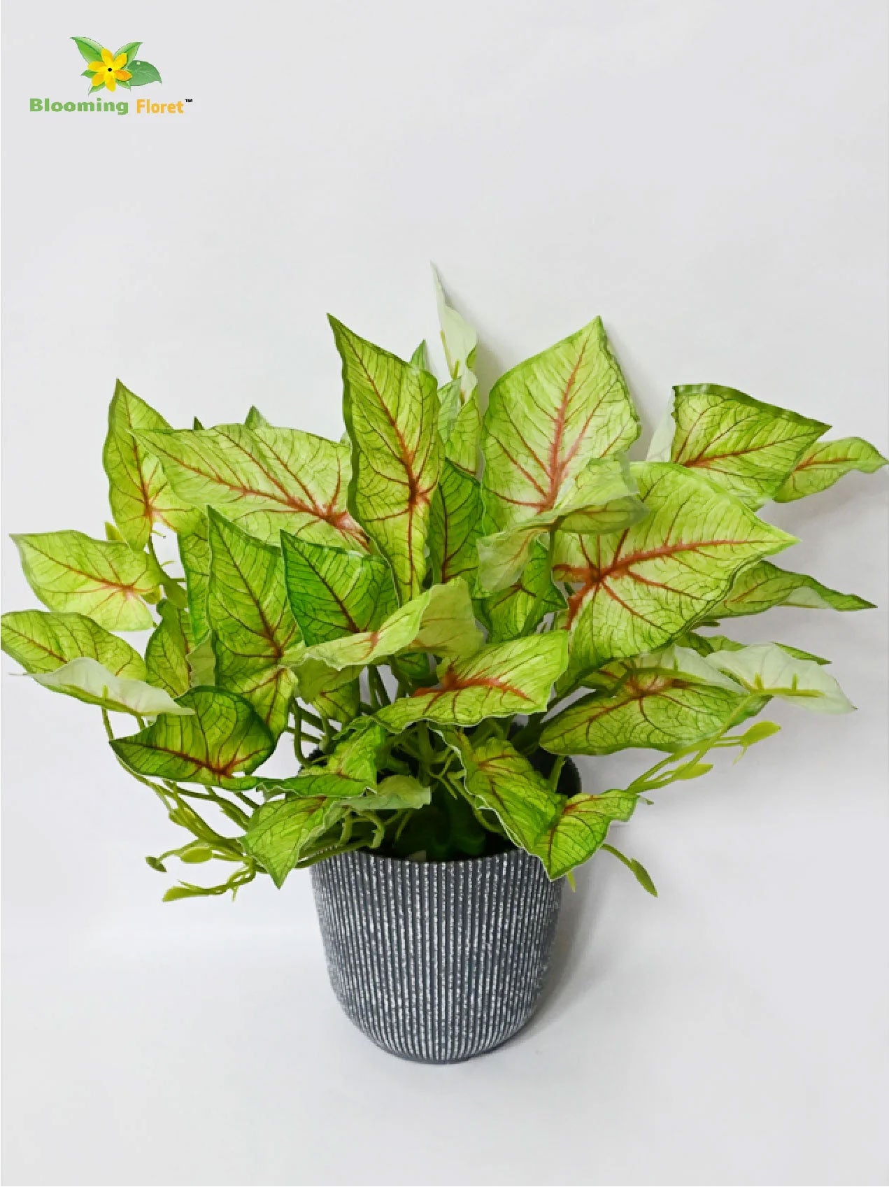 Boho Bliss Caladium Plant - Light Green and Red Leaves (Patterned)