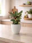 Elegant Ribbed Melamine Pot | White | 16 cm