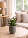 Round Base Fiber Pot | Grey | 10 cm