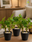 Artificial Money Plant Succulent | Light Green | 15 cm | Set of 3