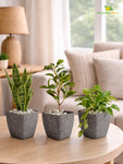 Coarse Textured Square Planter Pot | 10 cm | Set of 3