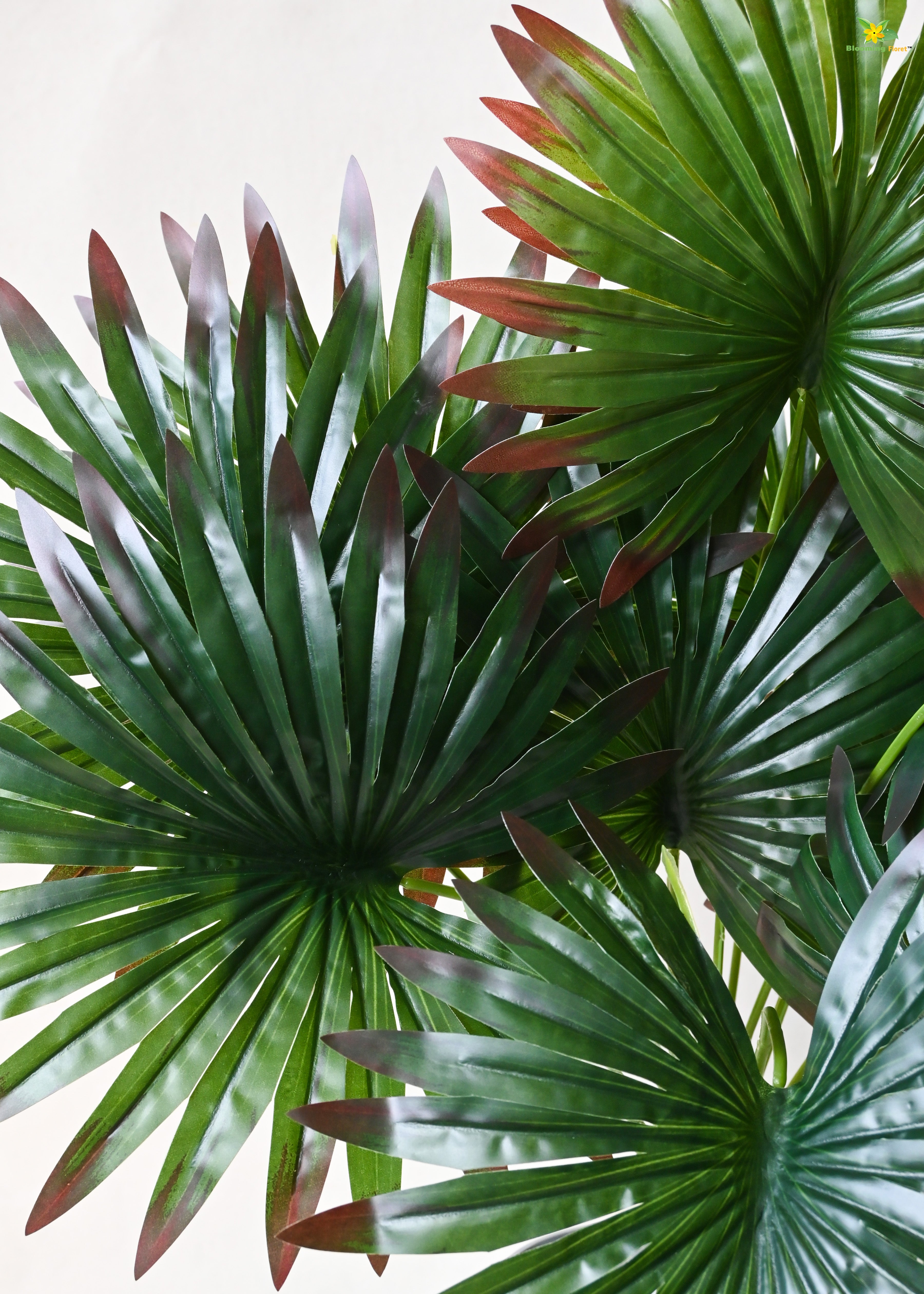 Tropical Breeze Fan Palm Plant