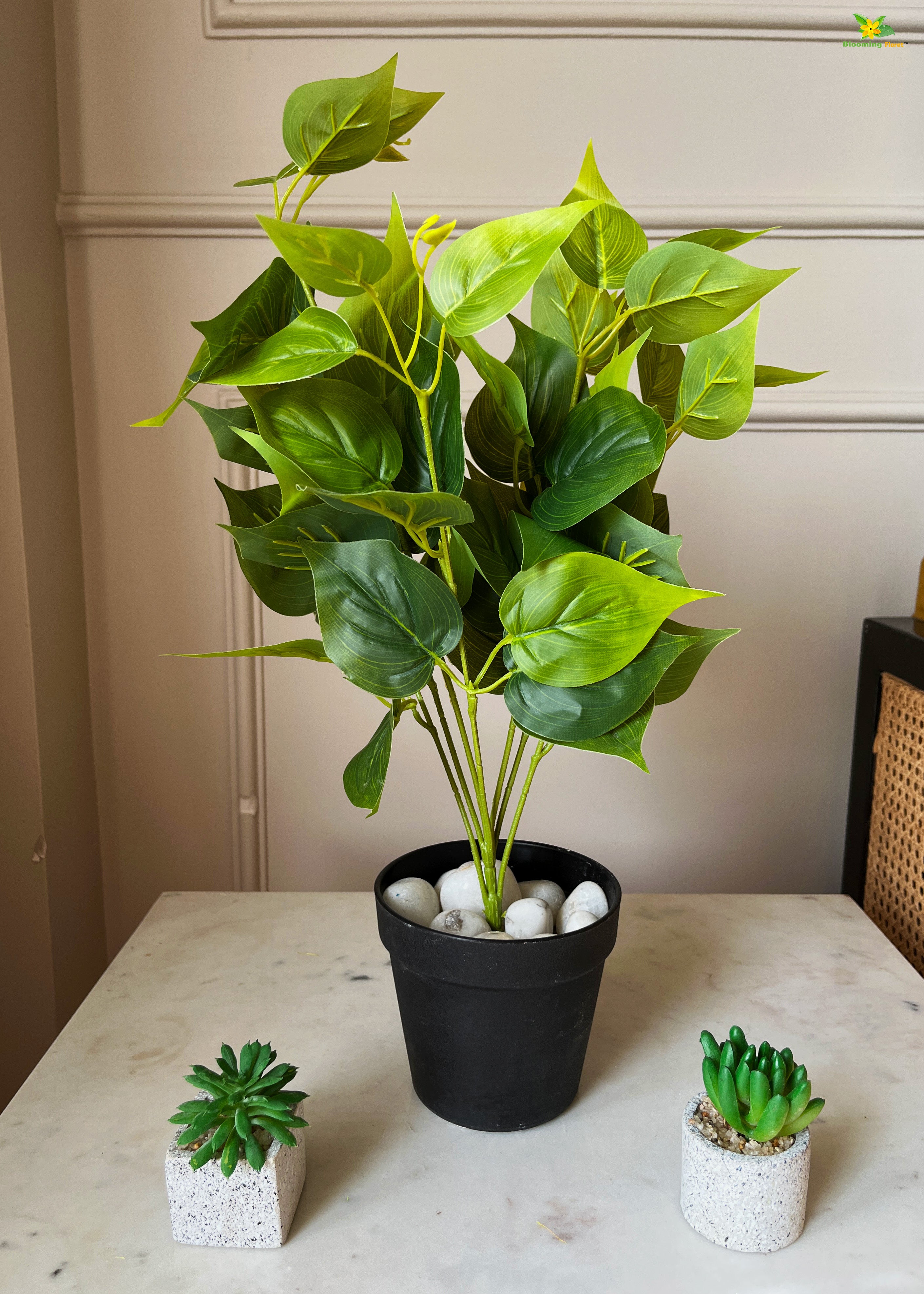 Artificial Jade Pothos for Decor | with Basic Pot | 48.3 cm