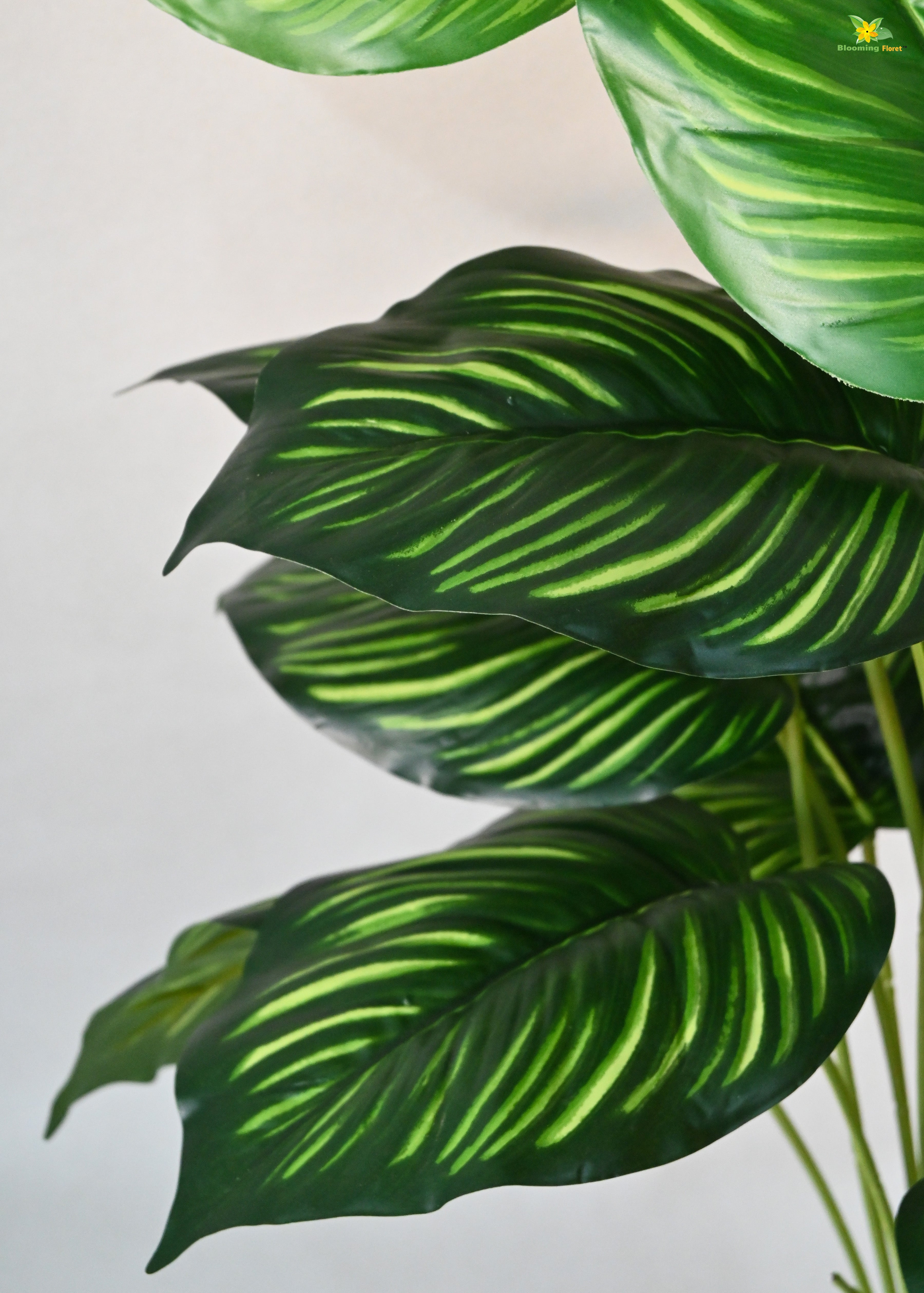 Artificial Calathea Orbifolia Plant for Decor 18 Leaves with Basic Pot | 63.5 cm