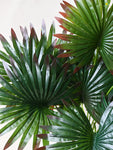 Tropical Breeze Fan Palm Plant