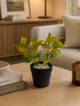 Artificial Money Plant Succulent | Army Green | 15 cm