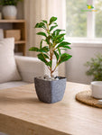 Coarse Textured Square Planter Pot | 13 cm